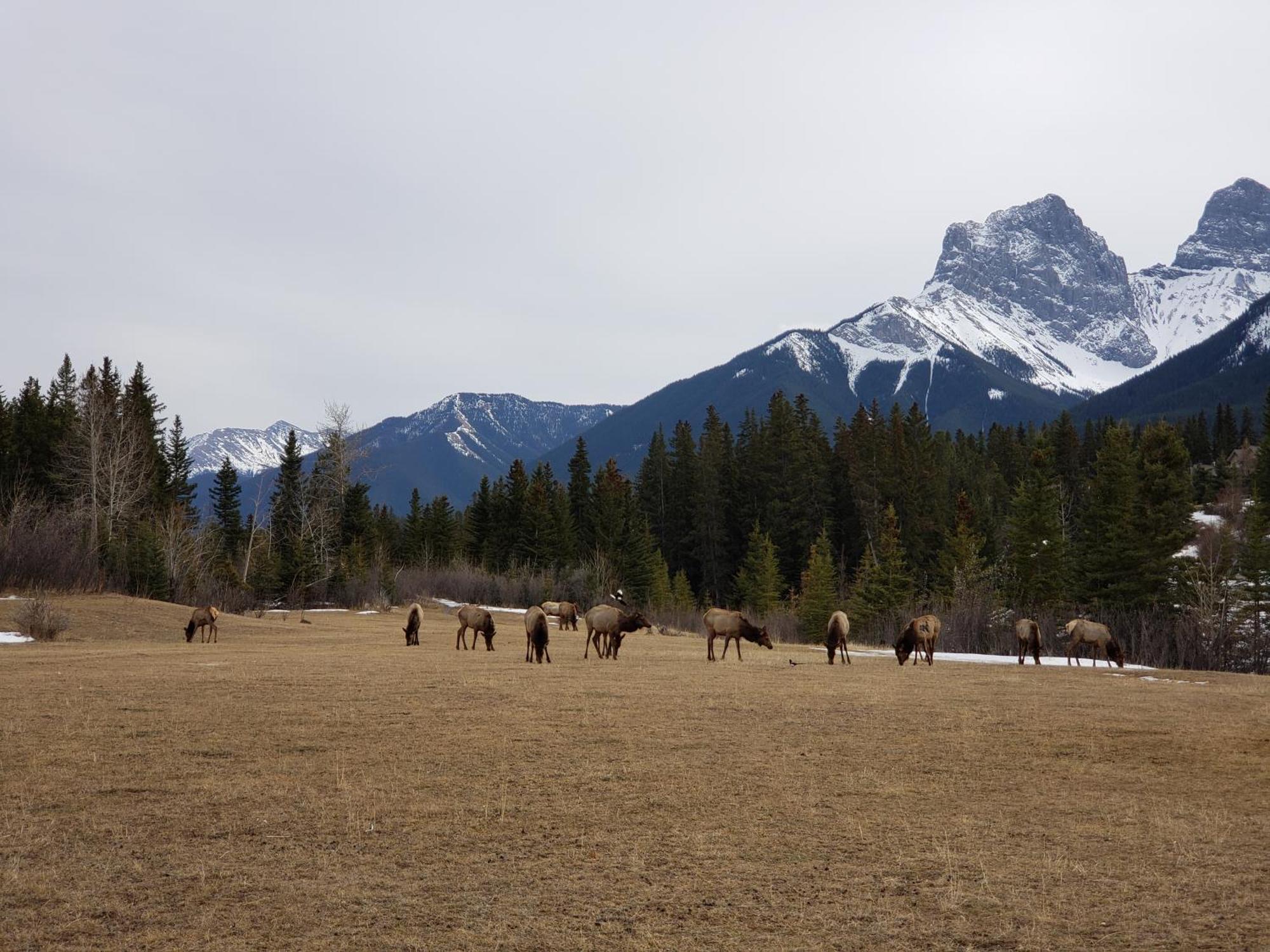 Enchanted Mountain Getaway Canmore Exterior photo